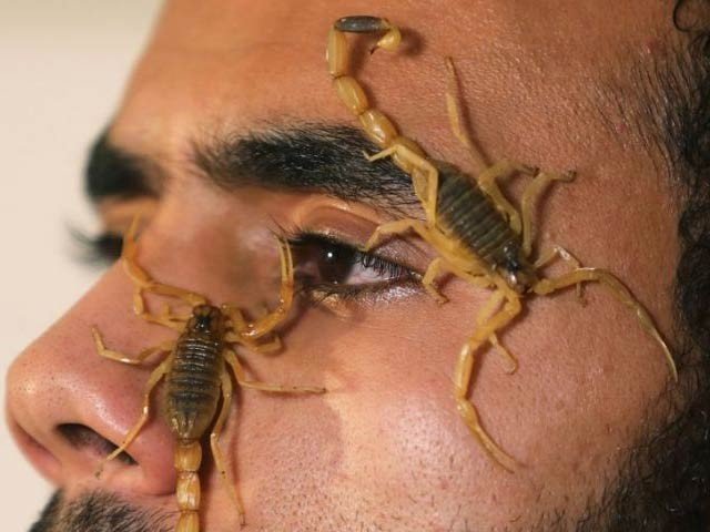 بچھو زہر یا آمدنی کا ذریعہ