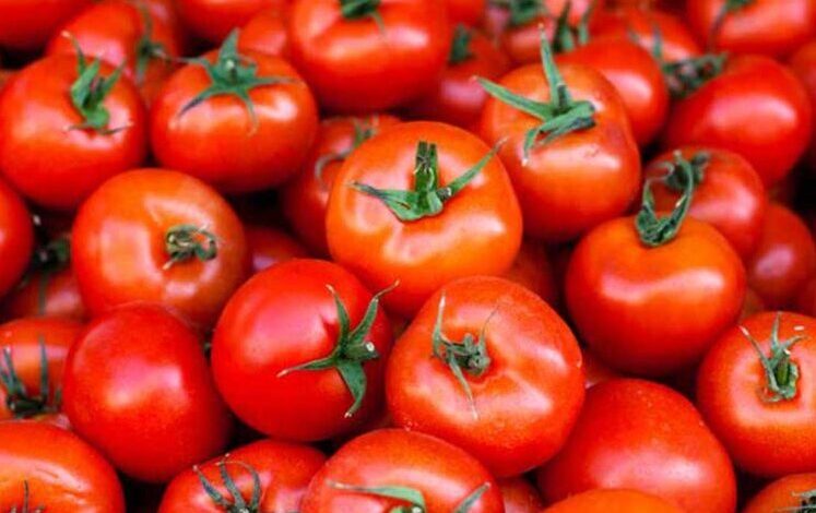 tomatoes-