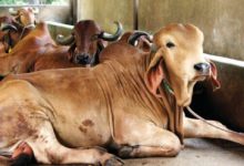 cow