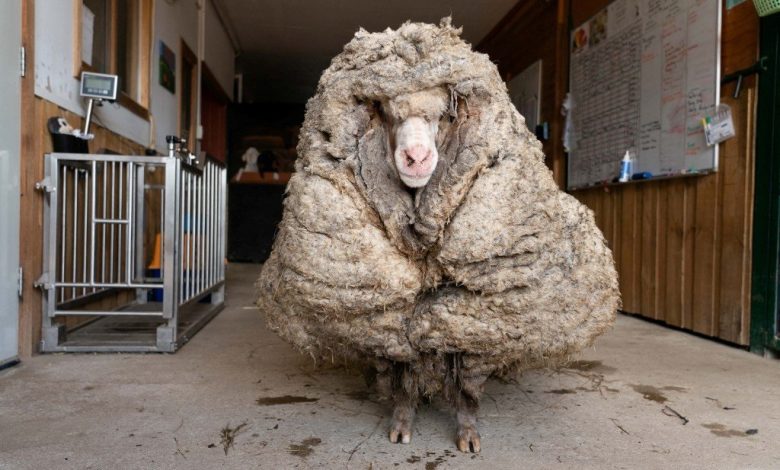 the-sheep-hidden-in-a-thick-layer-of-wool-remained-hidden-from-view-for-five-years,the-sheep-hidden-in-a-thick-layer-of-wool-remained-hidden-from-view-for-five-years