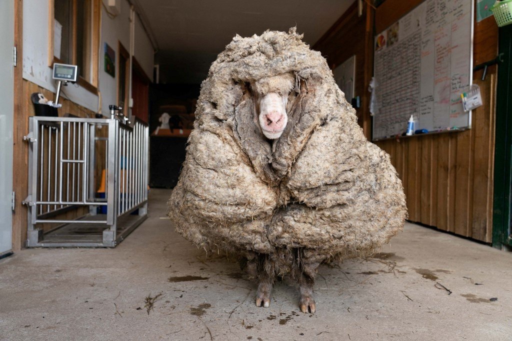 the-sheep-hidden-in-a-thick-layer-of-wool-remained-hidden-from-view-for-five-years,the-sheep-hidden-in-a-thick-layer-of-wool-remained-hidden-from-view-for-five-years