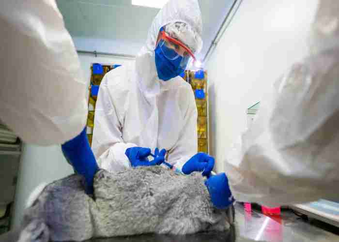 corona vaccine for animals