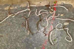 snake-babies-and-scorpions-in-Anganwadi-center-mahboobabad