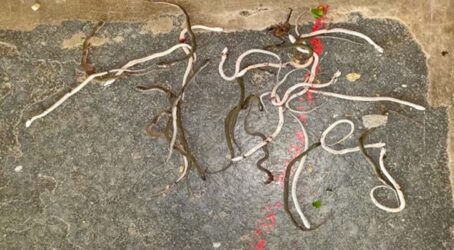 snake-babies-and-scorpions-in-Anganwadi-center-mahboobabad