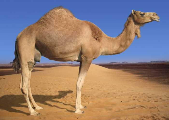 Arabian-Camel