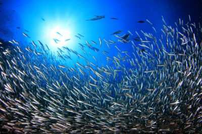 fish_adobestock