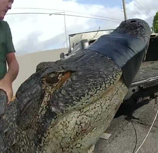 florida-alligator