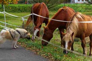 government decides to give pensions to retired horses and dogs2