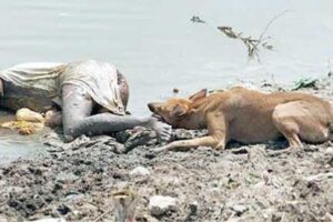 Bodies of suspected COVID victims spotted in Ganga
