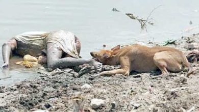 Bodies of suspected COVID victims spotted in Ganga