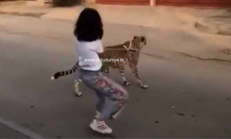 Girl roams with leopard on Saudi street