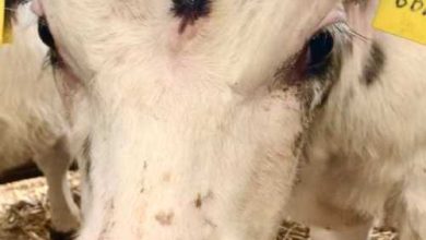 ,بچھڑے,پیدائش, برطانیہ میں تین آنکھوں والے