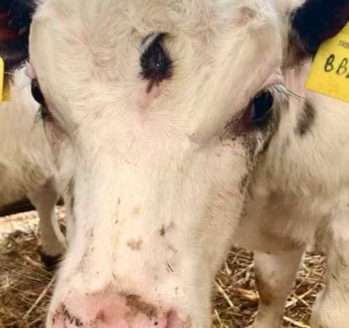 ,بچھڑے,پیدائش, برطانیہ میں تین آنکھوں والے