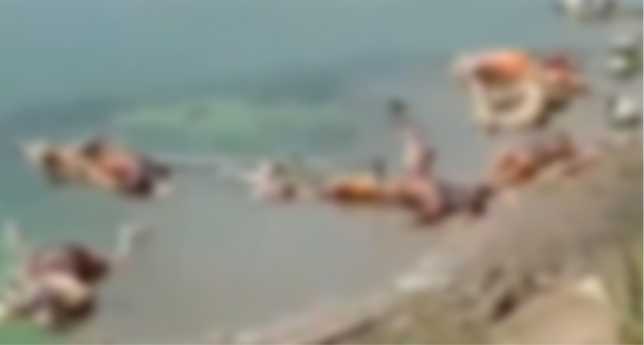 UP - After Bihar, floating bodies found in river in Madhya Pradesh