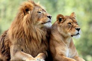 lions