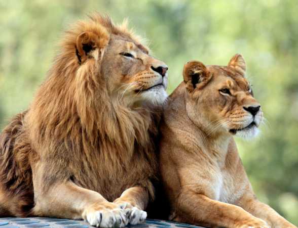 lions