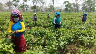 tea garden employees