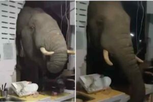 Hungry elephant breaks wall and enters house, video goes viral