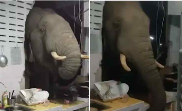 Hungry elephant breaks wall and enters house, video goes viral