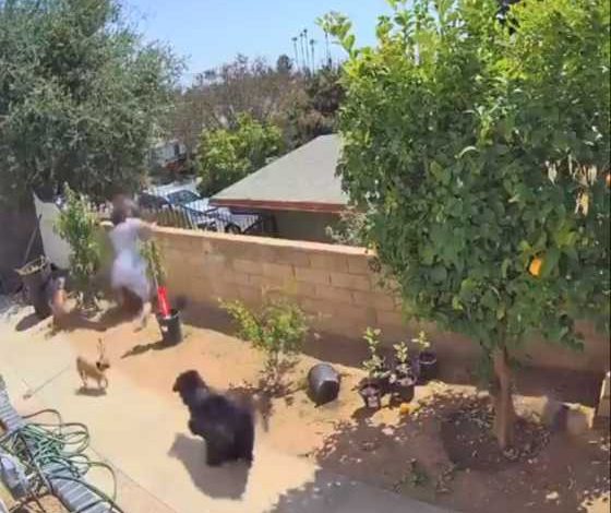 girl-shoves-a-bear-to-save-her-family-pets