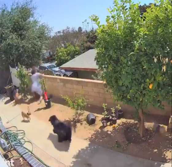 girl-shoves-a-bear-to-save-her-family-pets