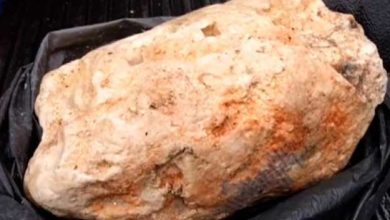 whale-vomit-Ambergris