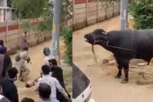 Karachi: The people who shot and slaughtered the sacrificial buffalo have been arrested