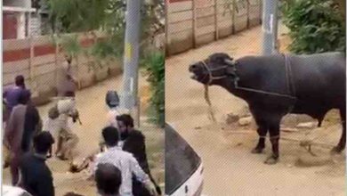 Karachi: The people who shot and slaughtered the sacrificial buffalo have been arrested