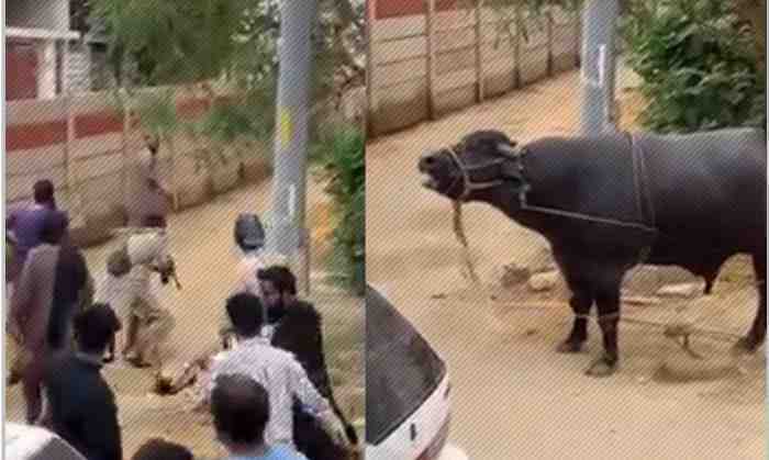 Karachi: The people who shot and slaughtered the sacrificial buffalo have been arrested