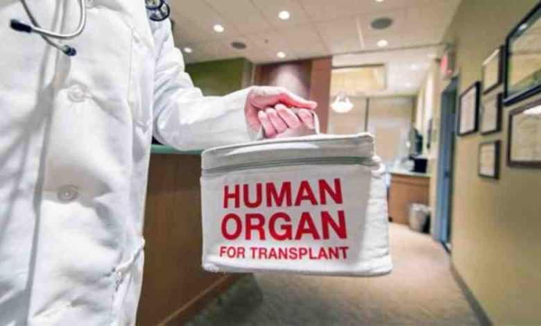 human organs