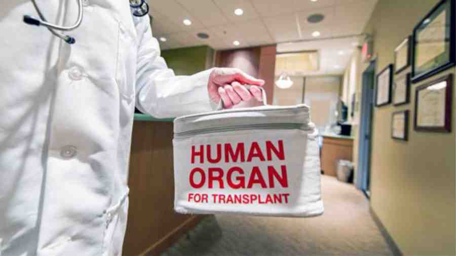 human organs