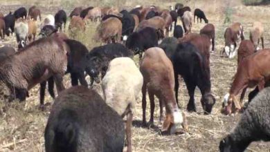 sheeps