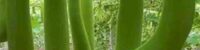 Calabash-Lauki-Bottle gourd