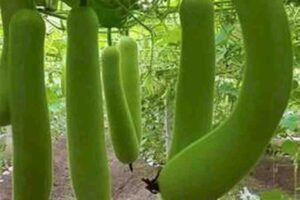 Calabash-Lauki-Bottle gourd