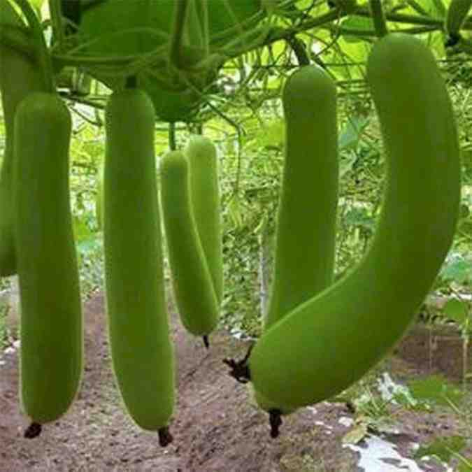 Calabash-Lauki-Bottle gourd