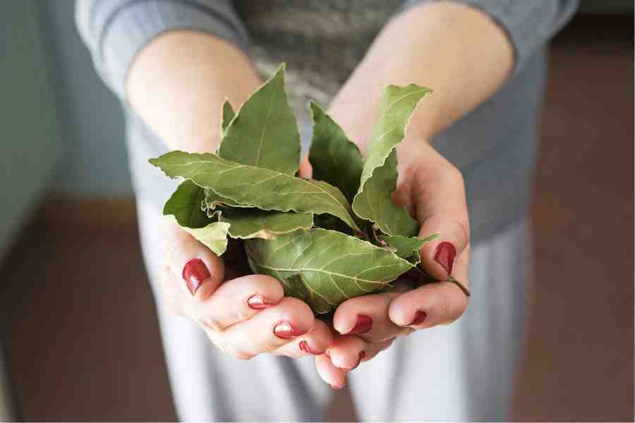 bay-leaf-health-benefits