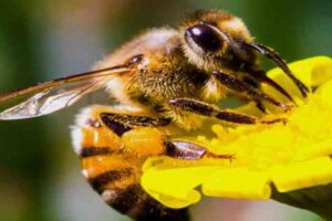 Bee venom can save the lives of thousands of women