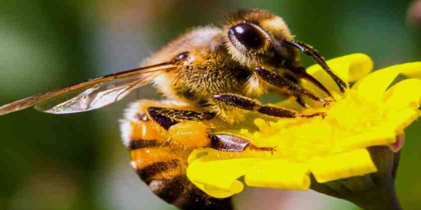 Bee venom can save the lives of thousands of women
