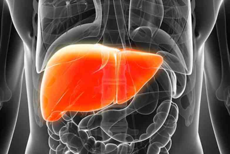 Dangerous brain disease begins in the liver, research