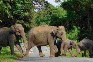 Chhattisgarh: Elephants turned violent Three killed in attacks
