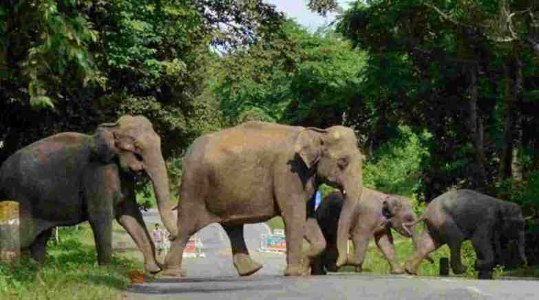 Chhattisgarh: Elephants turned violent Three killed in attacks