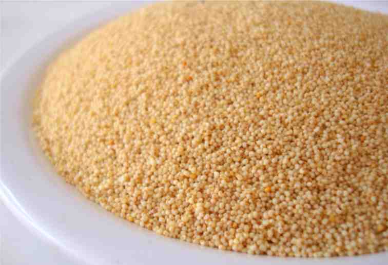 opium poppy or breadseed poppy