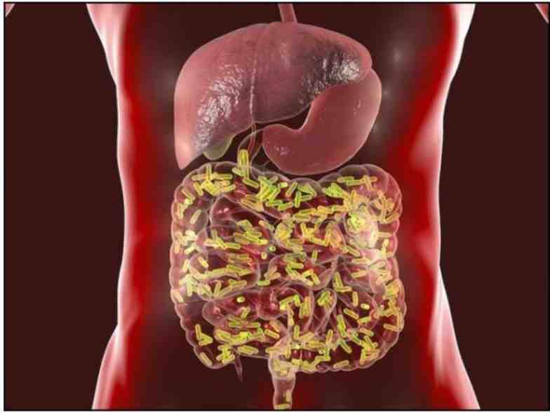 our-stomach-brain-is-more-intelligent-than-we-think-research
