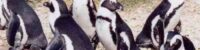 swarm-of-honey-bees-killed-63-endangered-african-penguins-at-a-cape-town-beach