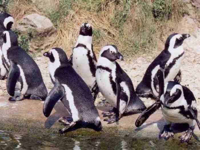 swarm-of-honey-bees-killed-63-endangered-african-penguins-at-a-cape-town-beach