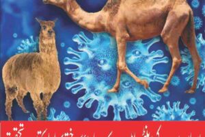 Corona virus can be eliminated with llama and camel antibodies, research says