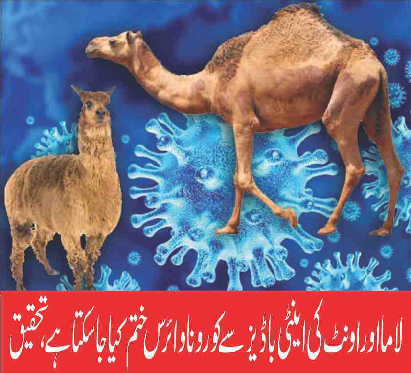 Corona virus can be eliminated with llama and camel antibodies, research says