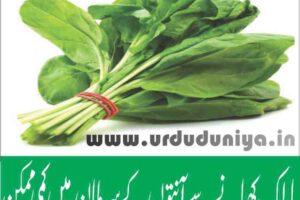 Eating spinach can reduce bowel cancer