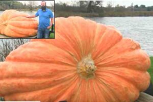 Minor defect in the heaviest pumpkin, the farmer lost thousands of dollars