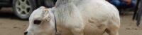 The name of the world's smallest cow has been included in the Guinness Book of World Records